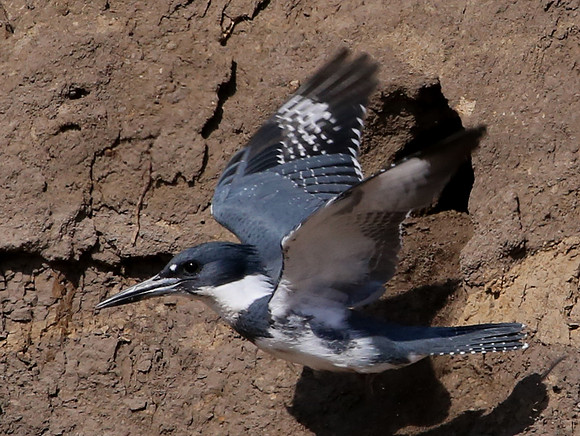 Belted Kingfisher at Nest