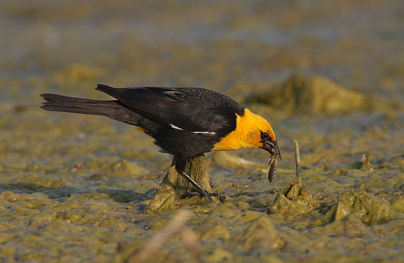 Yellow-headed Blackbird
