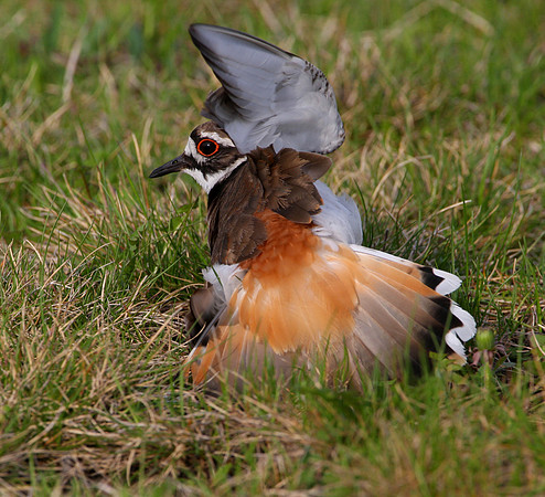 Kildeer