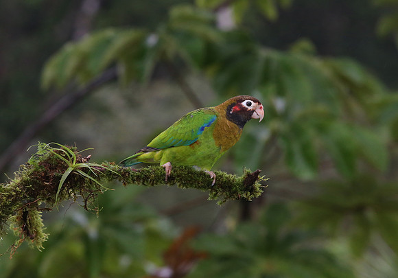 Brown-hooded Parrot - Laguna Lagarto, Costa Rica