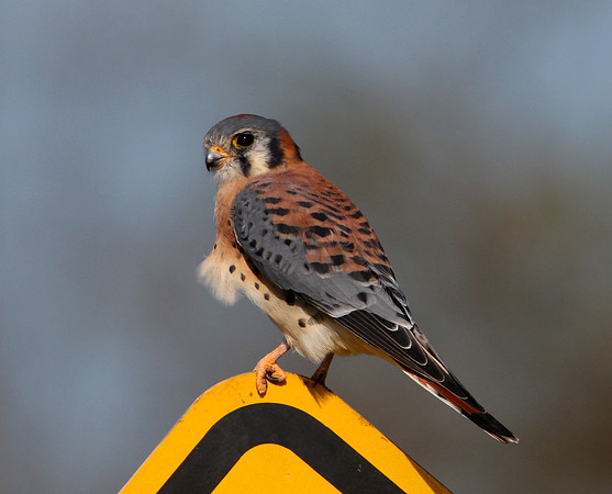 American Kestrel - What a difference a day makes...