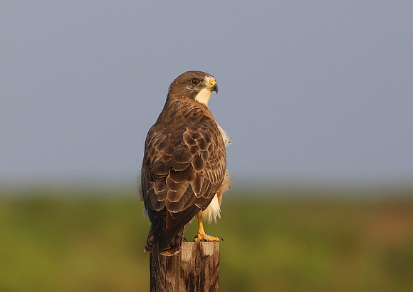 Swainson's Hawk Anahuac NWR, Texas
