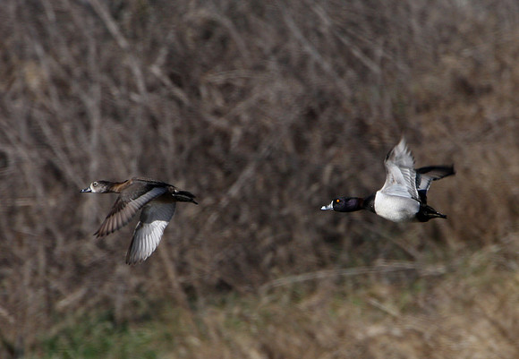 Ring-necked Duck