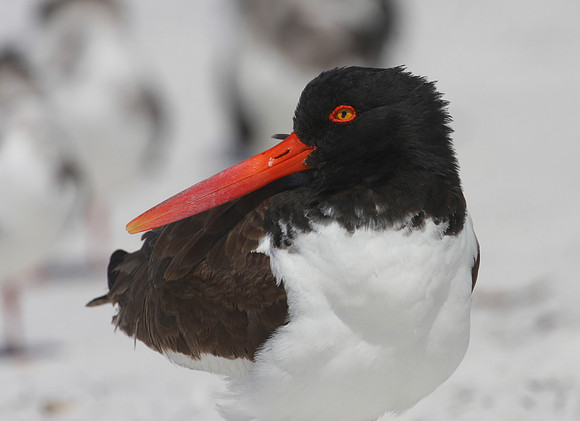American Oystercatcher - Florida Gulf Coast