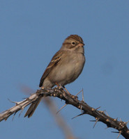 Brewer's Sparrow - Saguaro National Park