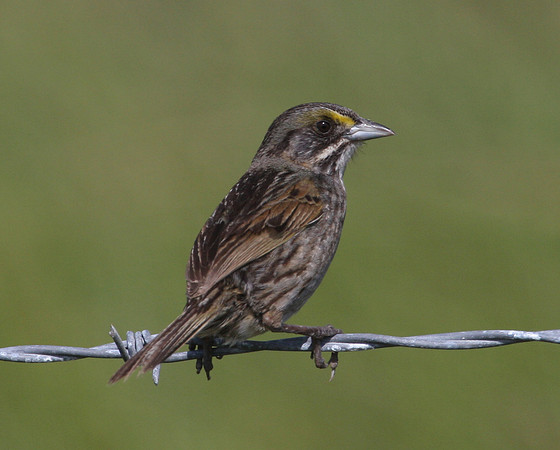 Seaside Sparrow Anahuac National Wildlife Refuge Texas