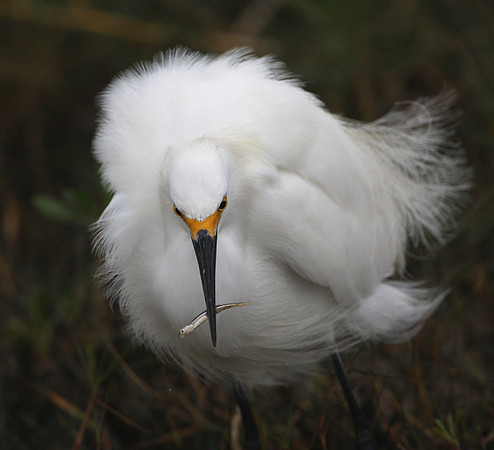 Snowy Egret with prey