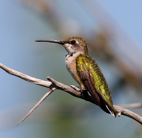 Ruby-throated Hummingbird