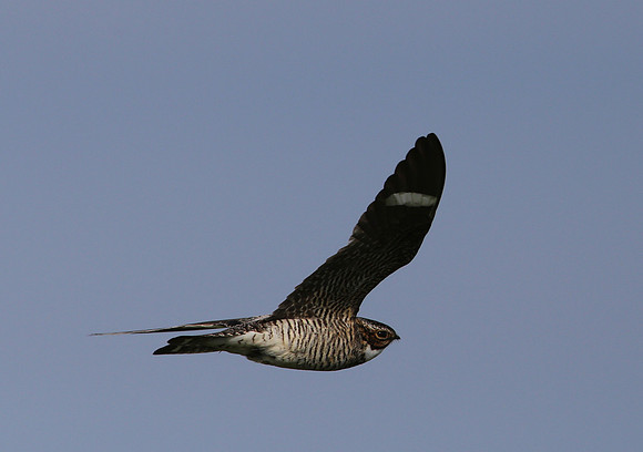 Common Nighthawk - Anahuac National Wildlife Refuge, Texas