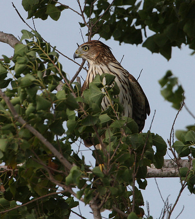 Sharp-shinned Hawk Anahuac National Wildlife Refuge Texas