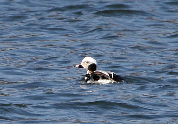 Long-tailed Duck