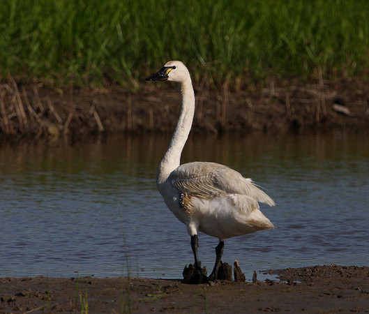 Tundra Swan