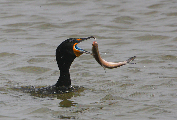 Double-crested Cormorant (with fish)
