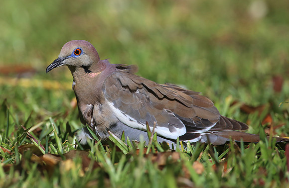 White-winged Dove - San Jose, Costa Rica