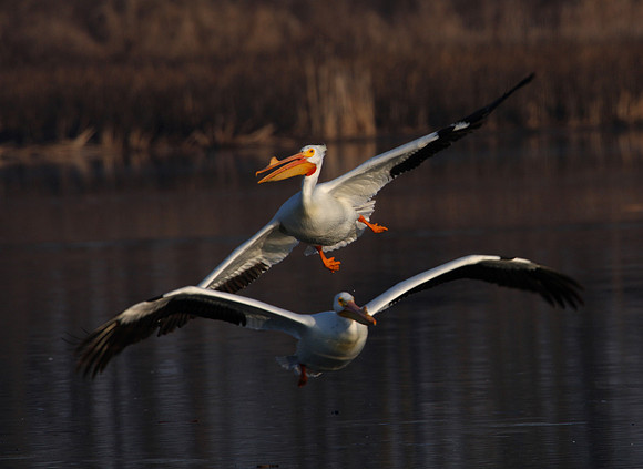 American White Pelican