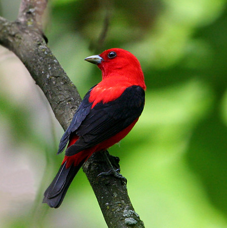 Scarlet Tanager (Male Breeding Plumage)