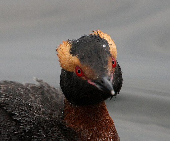 Horned Grebe (breeding adult)