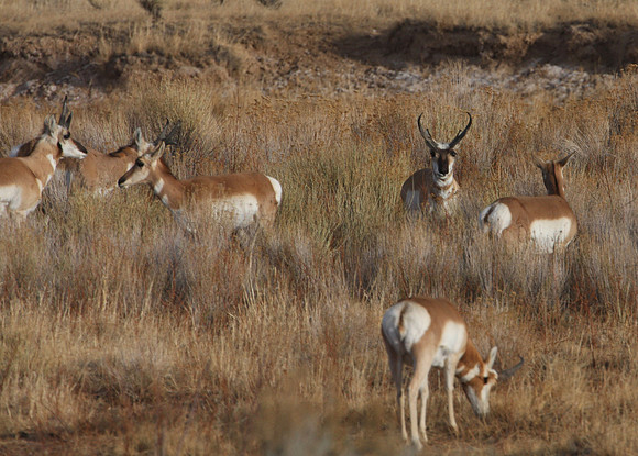 Pronghorn - Cody, Wyoming