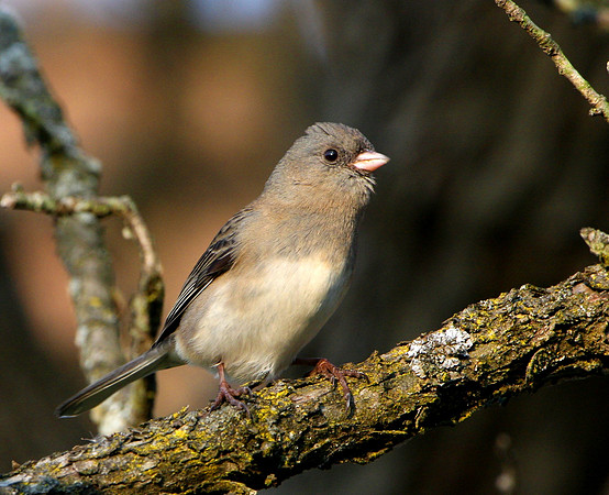 Dark-eyed Junco