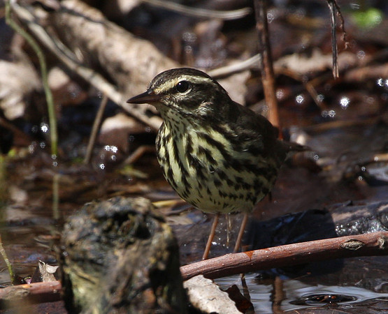 Northern Waterthrush
