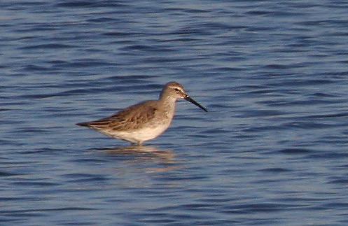 Stilt Sandpiper