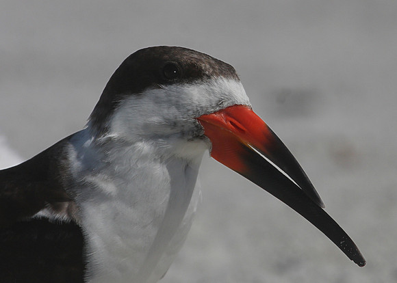 Black Skimmer - Florida Gulf Coast