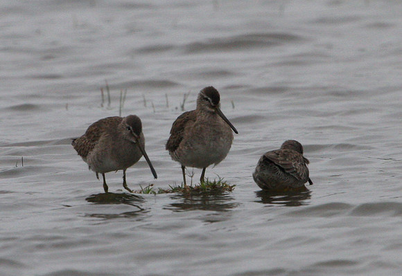 Long-billed Dowitcher (on left)