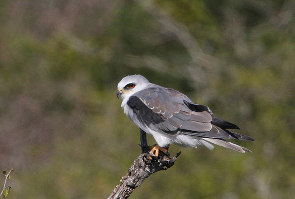 White-tailed Kite