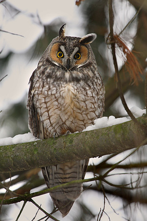 Long-eared Owl