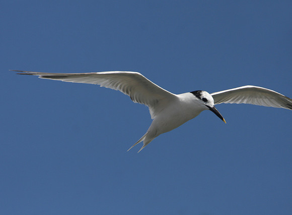 Sandwich Tern Galveston, Texas