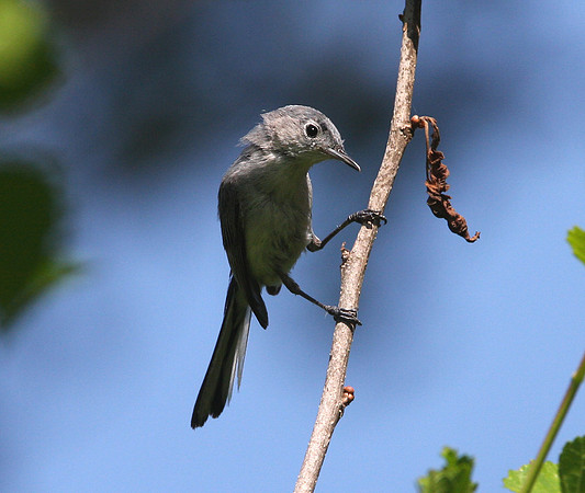 Blue-gray Gnatcatcher