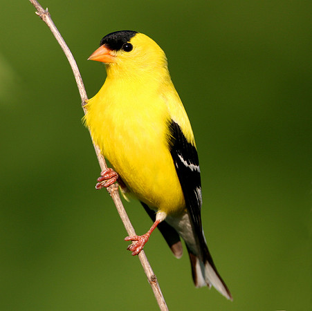 American Goldfinch (Breeding Male)