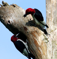 Red-headed Woodpecker