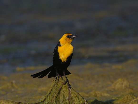 Yellow-headed Blackbird
