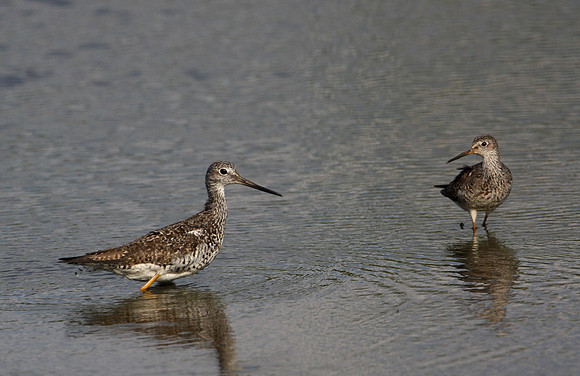 Greater Yellowlegs and Lesser Yellowlegs
