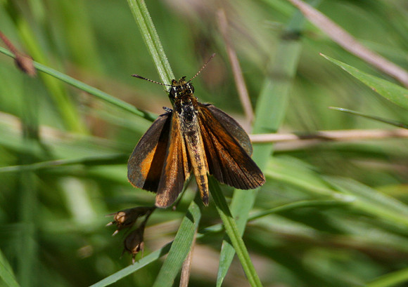 Least Skipper