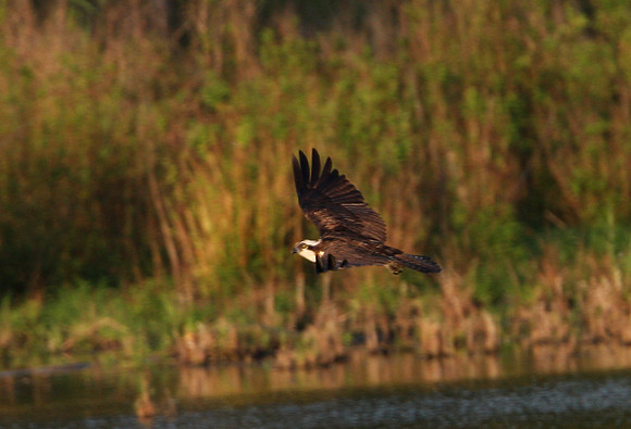 Osprey