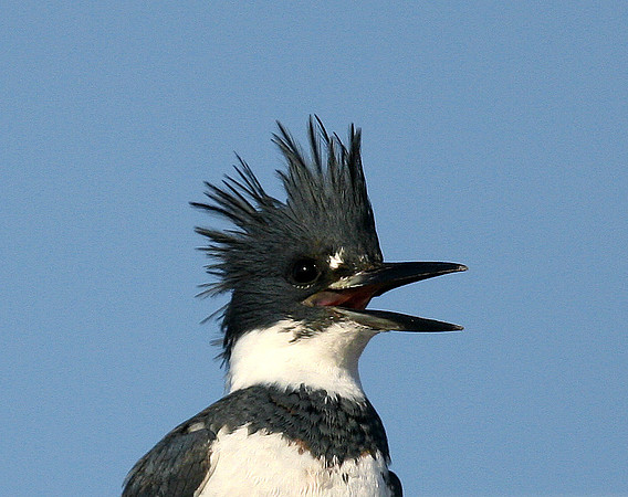 Belted Kingfisher
