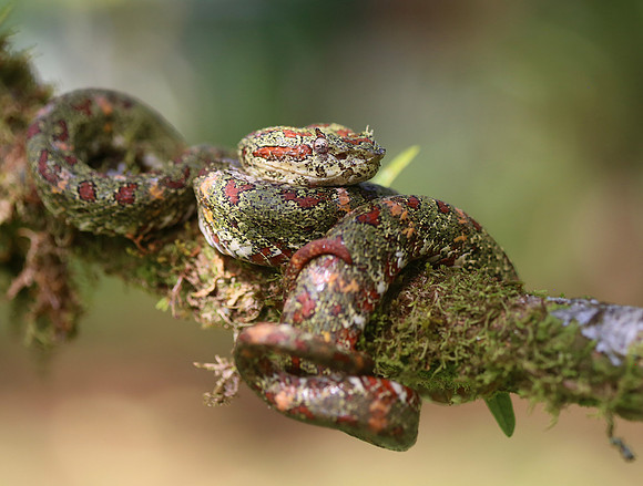 Eyelash Viper - Laguna Lagarto, Costa Rica