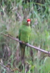 Crimson-fronted Parakeet - Laguna Lagarto, Costa Rica