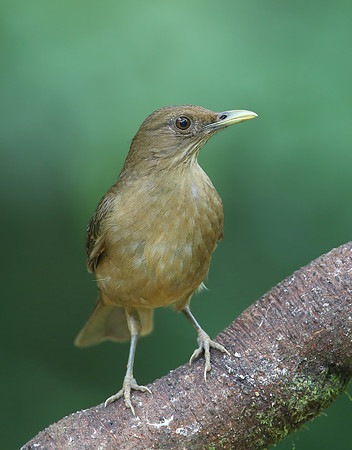 Clay-colored Thrush - Laguna Lagarto, Costa Rica