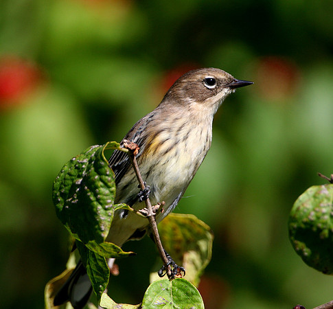 Yellow-rumped Warbler