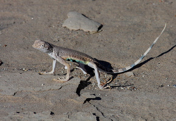 Zebra-tailed Lizard
