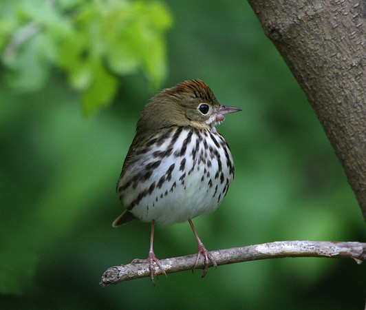 Ovenbird