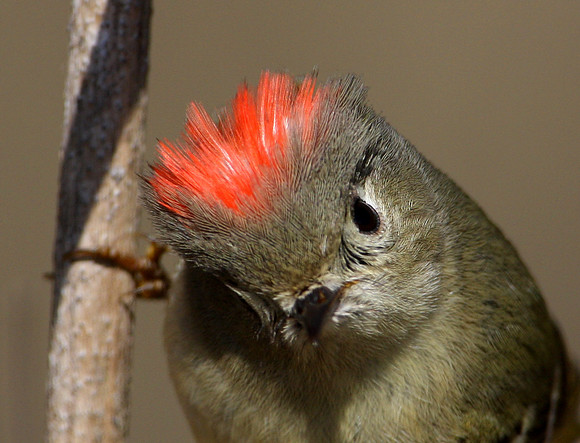 Ruby-crowned Kinglet