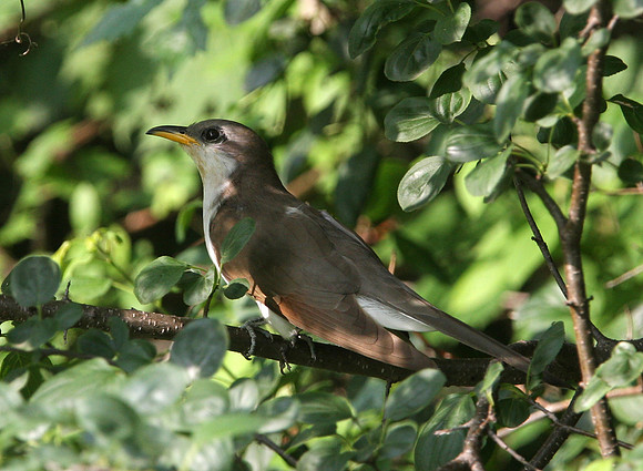 Yellow-billed Cuckoo