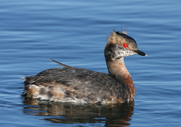 Horned Grebe