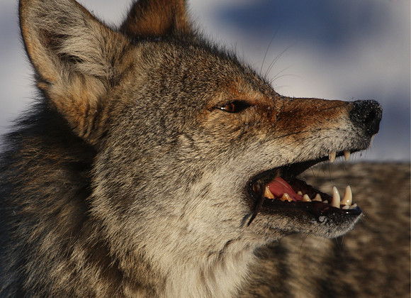 Coyote with Vole - Fermi
