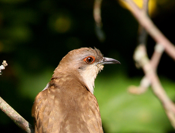 Black-billed Cuckoo