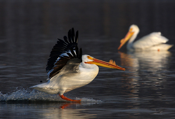 American White Pelican